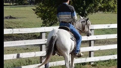 1. Haunches In Work - What Is A Haunches In (Travers) & A Haunches Out (Renvers)