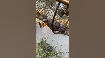 Đặt lờ dính một bầy rùa