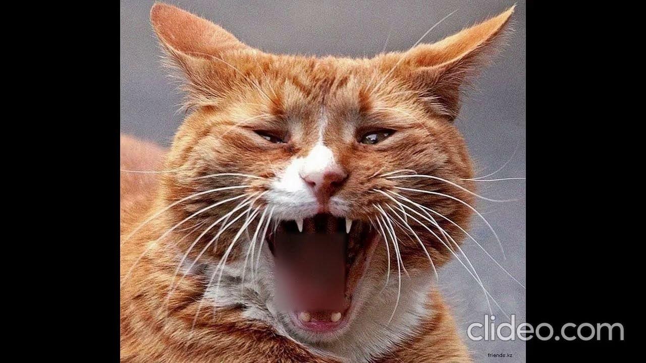 кошка орет. орущий кот. кот с открытой пастью. кричащий кот. орущие коты.