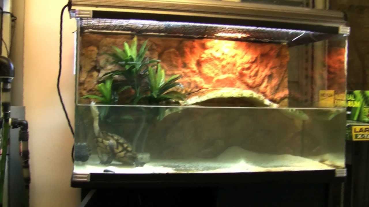 Turtle Care