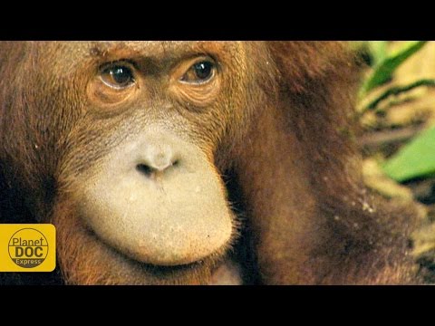 Orangutan Documentary