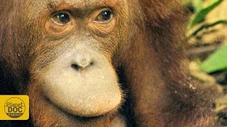 Orangutan Documentary
