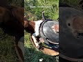 "POV: He chose chaos today." 🔥🐐#goat #pets #fyp #funny #animals