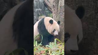 2025.11.26  シャン登りましぇんよ・木に登るふり。　#シャンシャン