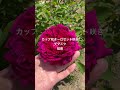 William Shakespeare2000 English Rose David Austin