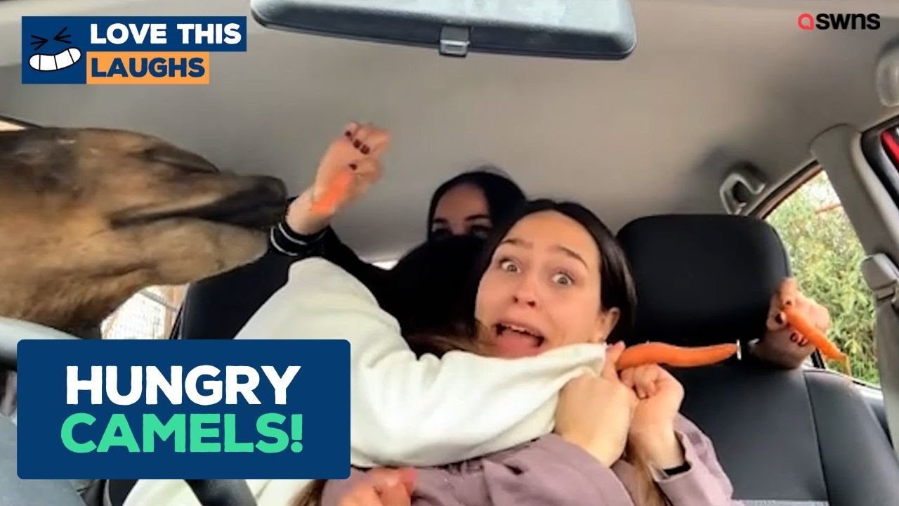 Friends freak out as hungry camels invade car at safari park | LOVE THIS!