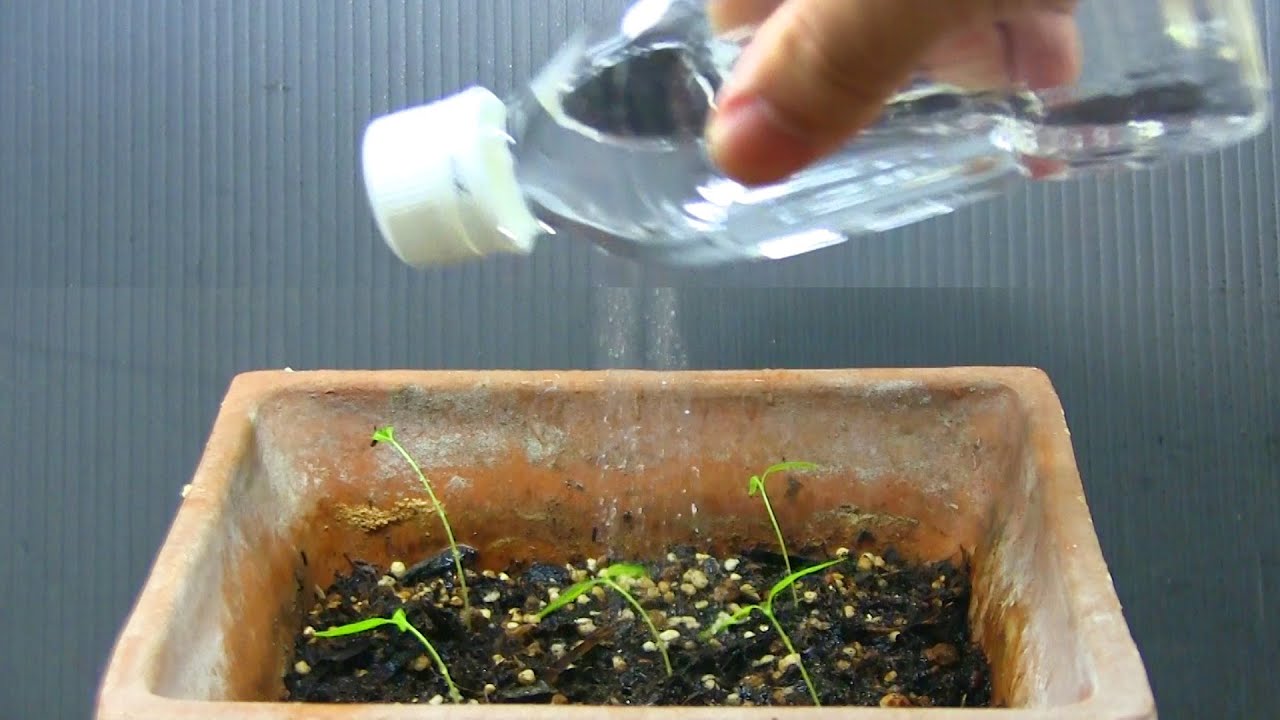種から発芽したら優しい水やり 手作りシャワーボトルvegetable Plants Handmade Shower Bottle Youtube