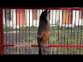 Edan Semua Isian Diborong Sama Cendet Yang Satu Ini Cendet Gacor Full Isian Mp3 - Mp4 Download