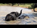 Off to swim! The Jabulani HERD enjoying their time in the waters.