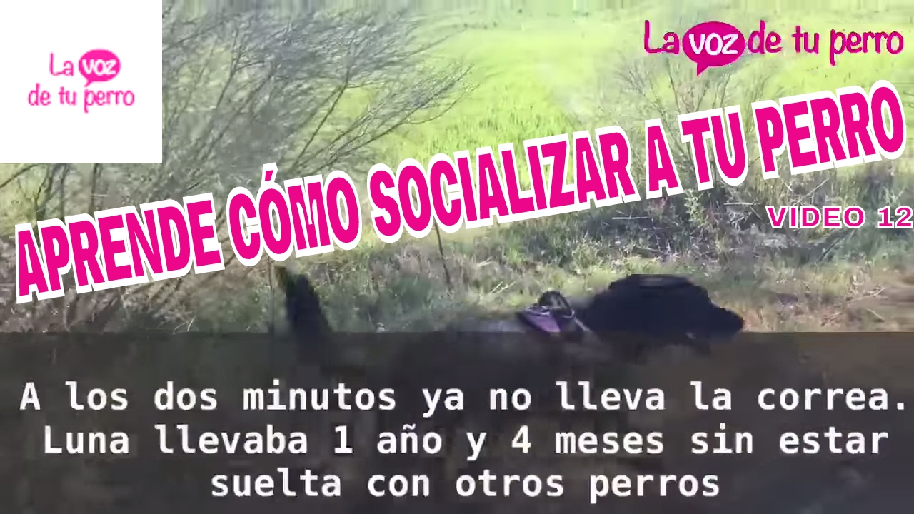 Cómo socializar a mi perro con otros (8 Abril 2017)