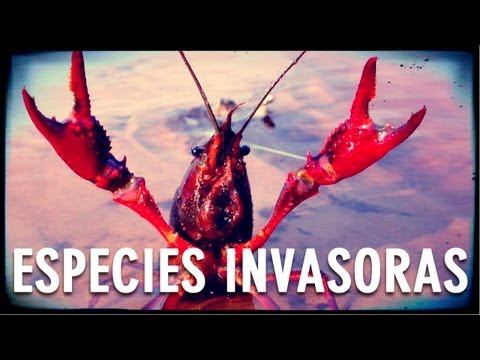 Video: ¿Por qué los mejillones cebra son invasivos?