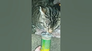 CATNIP addiction...lol