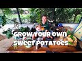 How to Grow Sweet Potatoes | Sprouting, Planting, and Harvesting