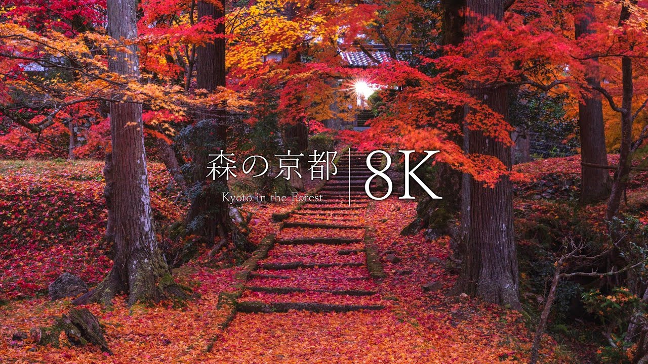 【森の京都】龍穏寺と 穴場の紅葉スポット5選 - JAPAN in 8K