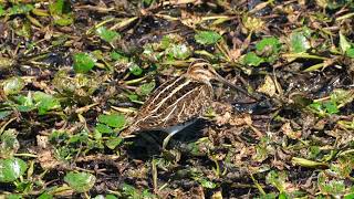 Download Lagu [4K]田鴫（タシギ）　Common snipe