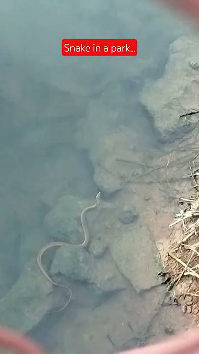 Snake in a Park - how long is the snake??? is it poisonous?