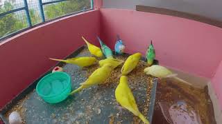 Budgies Enjoying Afternoon Diet | relaxing & enjoying Parakeets | Sumon Birds Aviary