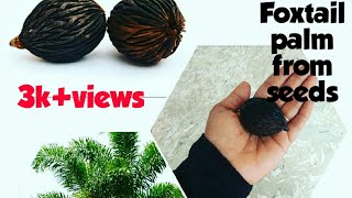 Grow foxtail palm at Home/foxtail palm seeds germination