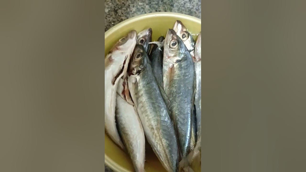 Galonggong fish #shortvideo #youtubeshorts #mukbang #fishing - YouTube