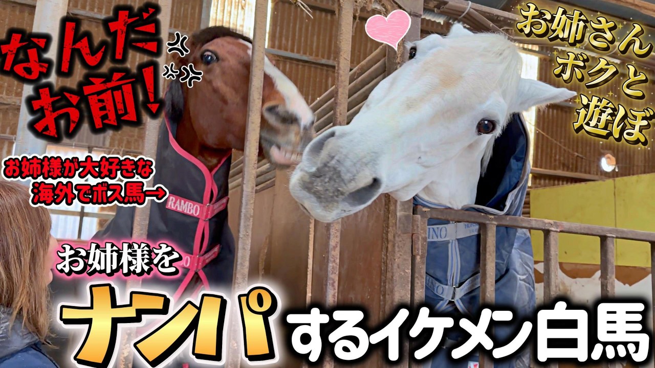 海外で最恐のボス馬のハカ君がお姉様とデート中に乱入者が！？怖いもの知らずなイケメン白馬がお姉さまに超絶アピールしてくる姿がヤバすぎました…笑【ツルマルボーイ様のシモベ】