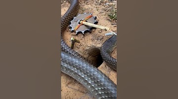 Đặt bẫy rắn độc lạ miền tây và cái kết