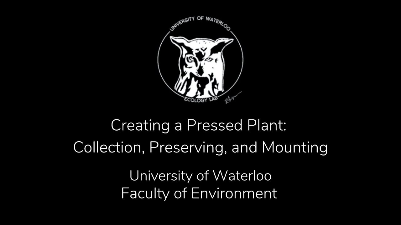 Creating a Pressed Plant: Collection, Preserving, and Mounting - YouTube