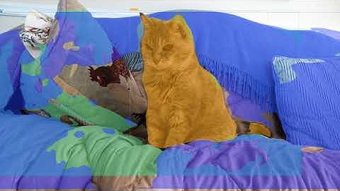 Sally [RunwayApp - YOLACT]