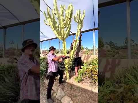 How to take cuttings of euphorbia ammak cactus variegata with jim hall   cactus country