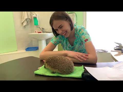 First aid for the hedgehogs. Veterinary examination. Wildlife rescue.