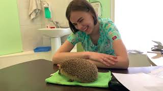 First aid for the hedgehogs. Veterinary examination. Wildlife rescue.