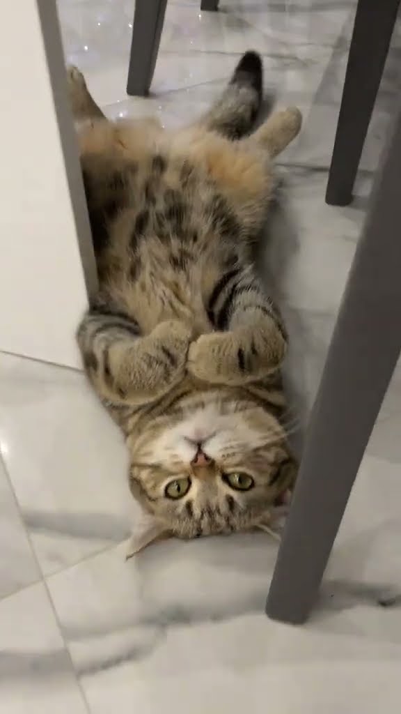 C magnifique vidéo chat ? ? ?