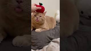 Comid Cat