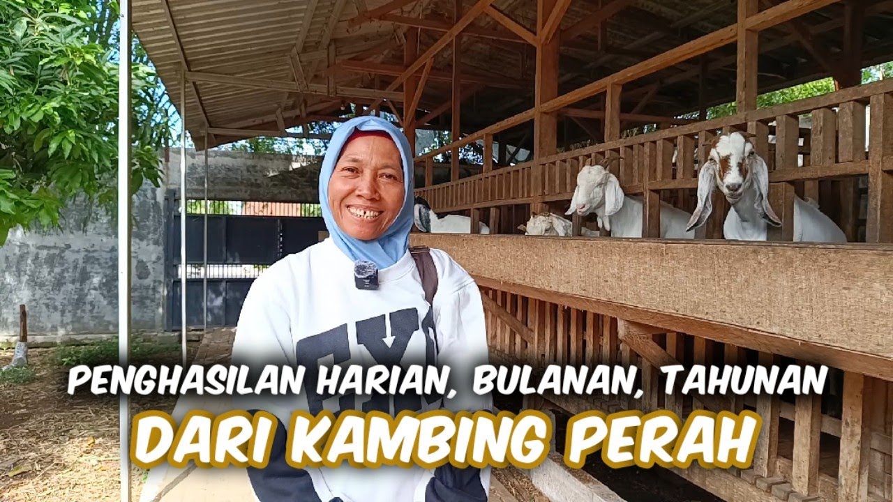 Perputaran Uang Di Kambing Perah Lebih Cepat Daripada Sapi Potong & Kambing Potong
