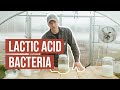 Natural Farming How To: LAB (Lactic Acid Bacteria)