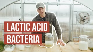 Natural Farming How To: LAB (Lactic Acid Bacteria)