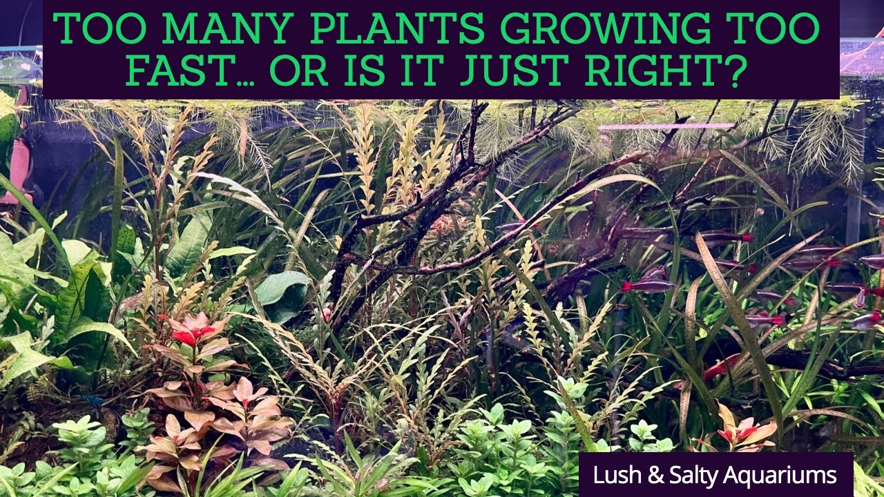 Too many aquarium plants … or just right? YouTube