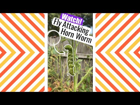 Video: Tomato Hornworms: come sbarazzarsi dei bruchi di pomodoro