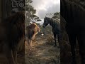Most amazing hybrid animals 😱| #ai #lion #aivideo #animals #ytshorts #shorts