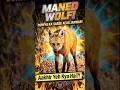मैनेट वोल्फ | जंगल की खड़ी चलती मौत | #facts‎#animalfacts #manedwolf #information #gyanfactor 😳‎