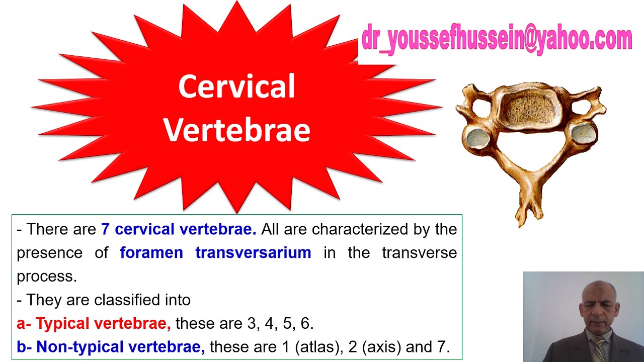 Cervical vertebrae | Typical | Atlas | Axis | Atlantooccipital joint | Atlantoaxial joint | Hanging