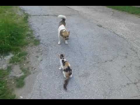 Video: Kartezijanska Mačka Kartareza: Opis Pasmine, Karakter I Odgoj, Održavanje I Njega, Fotografije, Pregledi Vlasnika