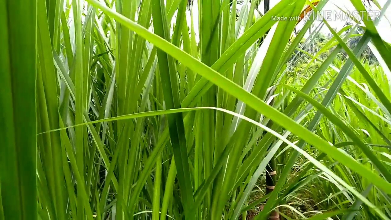 RUMPUT GAJAH SUPER ANDALAN PETERNAK TRADISIONAL 