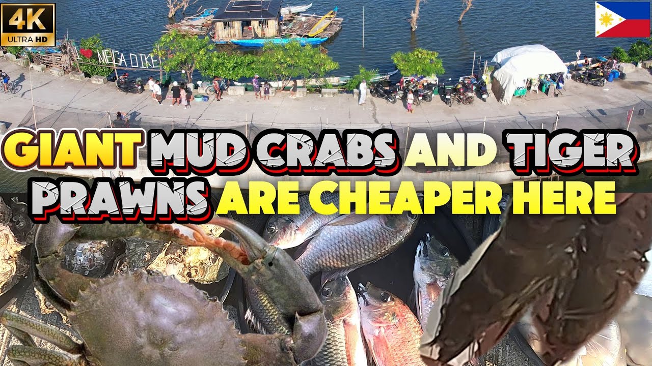 Exploring Malabon’s Mega Dike: Seafood Finds & Scenic Views! 🐟🚴
