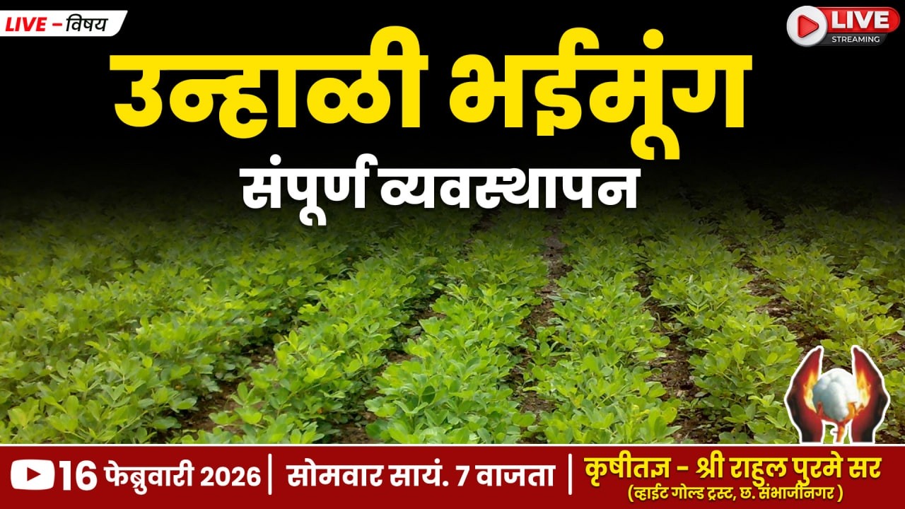 उन्हाळी भुईमूंग संपूर्ण व्यवस्थापन