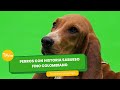 Perros con historia: el sabueso fino colombiano - TvAgro por Juan Gonzalo Angel Restrepo