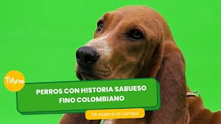 Perros con historia: el sabueso fino colombiano - TvAgro por Juan Gonzalo Angel Restrepo