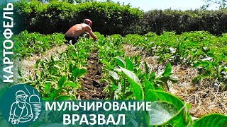 🥔 Посадка Картофеля 🌿 Мульчирование Вразвал И Подкормка По Технологии Гордеевых