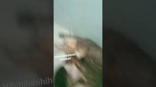 Riem² Rekam Kucing Netein Anak Ngakak Abis Coy