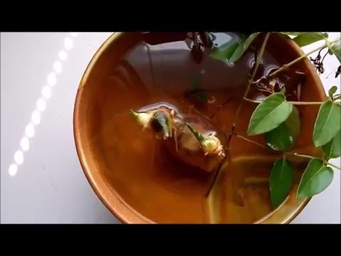 Hydroponic Growing Of A Ginger Rhizome And Five Honeysuckle