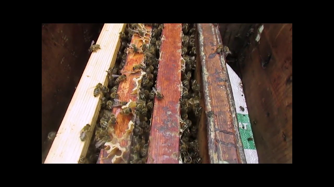 отрутневела семья пчел, что делать ? - хорошие и плохие методы исправления отрутневевших семей пчел